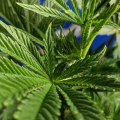 Verifying Licensing and Credentials for Cannabis Clinics in the UK