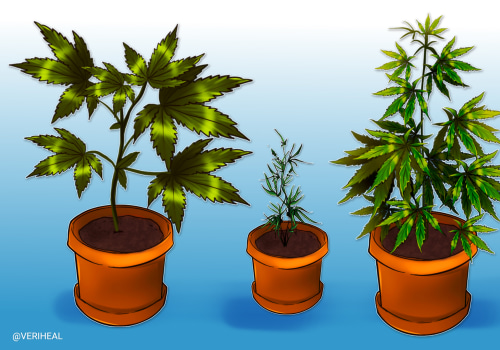 Understanding Common Cannabis Strains and Their Properties