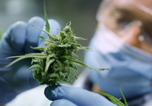 Understanding the Challenges and Obstacles of Medical Marijuana in the UK