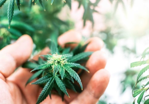 How Medical Marijuana Can Help with Impaired Coordination